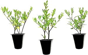 Gardenia Radicans Dwarf | 40 Live Plants | Fragrant Blooming Shrub | Gardenia Jasminoides Cape Jasmine