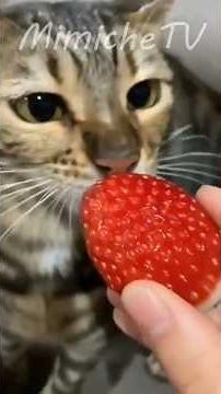 😸 compilation de chats et chatons les plus rigolos d'internet 😼 pour la bonne humeur !!!