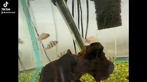 1.7K views · 20 reactions | Introducing the stunning Frontosa Cichlid, a true gem from the depths of Africa's Lake Tanganyika. With its vibrant blue coloring and distinctive humped forehead, this cichlid is not only a sight to behold but also a fascinating species to learn about. Dive into the world of exotic freshwater fish with us!  #AquariumEnthusiasts #FrontosaCichlid #ExoticFish | Pet Zone Tropical Fish, San Diego, California | Facebook