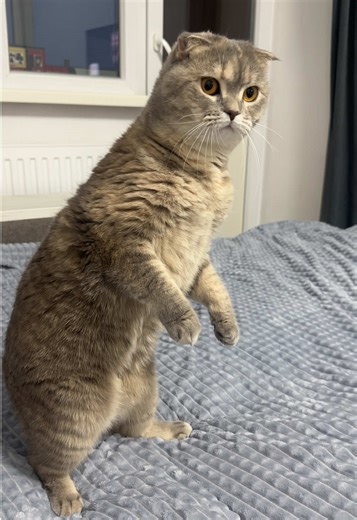 Смішні моменти з котами та їх реакції