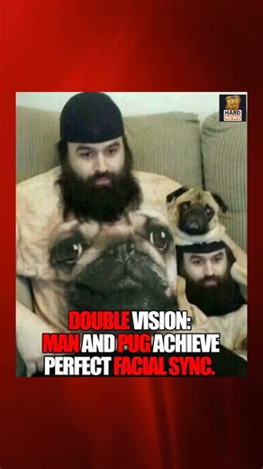 Hard News on Instagram: "DOUBLE VISION: MAN AND PUG ACHIEVE PERFECT FACIAL SYNC. 🧔🏻‍♂️🐶 “DNA results pending, but sources confirm they share one soul.” Neighbors report the duo has become inseparable sharing snacks, naps, and even fashion choices. Witnesses claim communication between the two is entirely non verbal and based on mutual grunts. Zoologists have described the pairing as “a rare emotional camouflage event.”"