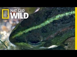 Freaky Frozen Frogs | Wildest Wonders