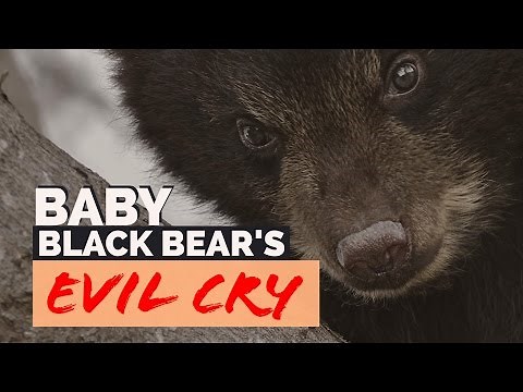 Baby Black Bear's Evil Cry