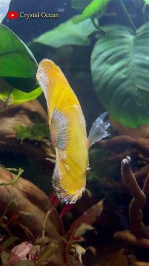 Ornamental fish 🐟🐠 #fish #shorts #sleepmusic #relaxingmusic #ornamentalfish