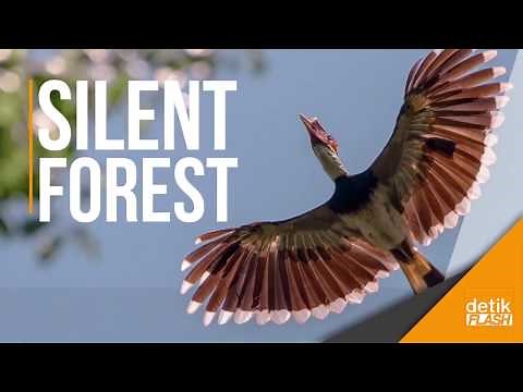 Sirnanya Suara Burung Rangkong, Burung Penebar Benih di Hutan Indonesia