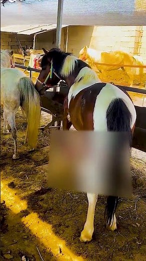 Horses don’t just carry us, they lift our spirits ❤️