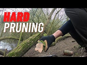 Hard Pruning Buddleia