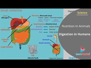 Nutrition in Animals Class 7 Science - Digestion in Humans