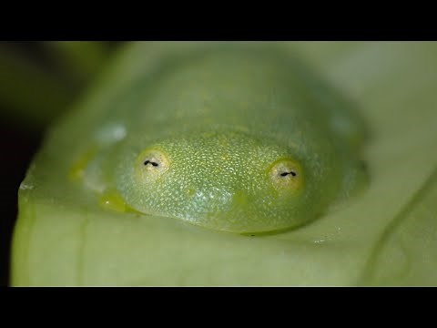 グミガエルの繁殖を狙ってみます！フライシュマンアマガエルモドキ