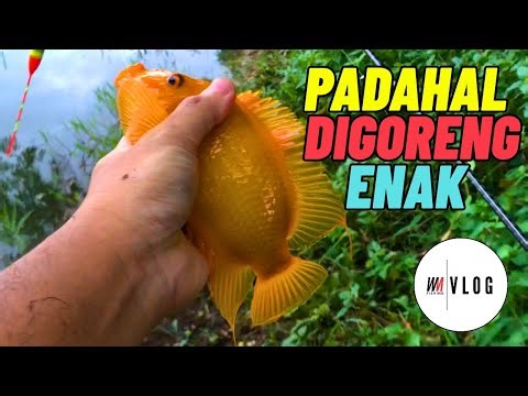 ikan yang di hindari para pemancing profesional, ikan red devil | mancing terbaru Jatiluhur 2026❌
