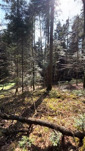 Spring Forest Walk in Austria 🌲 | Full Video on Channel #shorts