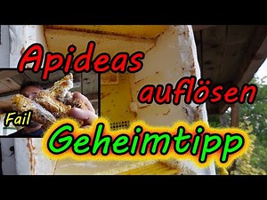 Begattungseinheiten auflösen, Apideas auflösen geheim Trick jeder Der Bienen Königinnen Züchtet
