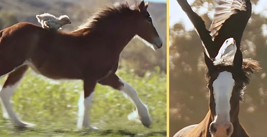 Budweiser Releases 2026 Super Bowl Commercial - Watch It Before The Big Game