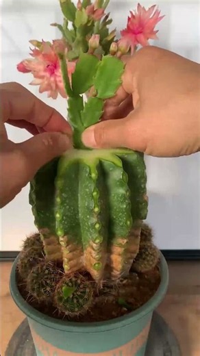 How to Graft a Cactus: Step-by-Step Guide for Beginners 🌵