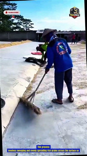 Rice Drying Cleaning Process Efficient Method for Spreading Collecting Grains During Sun Drying