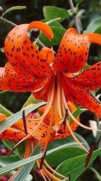 Tiger lilies
