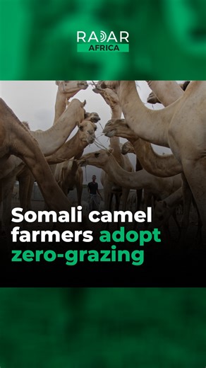 17K views · 145 reactions | Camel farmers on the outskirts of Mogadishu are turning to zero-grazing systems to keep their herds alive as droughts and floods devastate Somalia’s traditional pastoral lands. | Radar Africa | Facebook