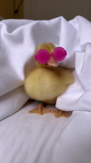 Imprinting Ducklings at a Duck Farm: Part 2