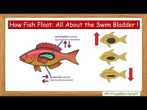 How Fish Float: All about the Swim bladder ! for UG & PG Zoology
