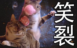 这只【猫】会笑裂你的面膜 Moooby出品