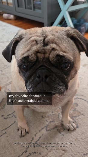 19K views | Your pet's health is important. Protect them for the future with free pet insurance. Included with the no fee Nibbles card. Nibbles is not a bank. The Nibbles Card is issued by Lead Bank. Fees and T&C apply. | Nibbles Pet Credit Card | Facebook