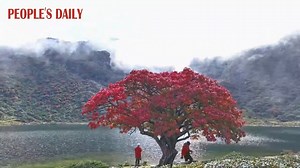 9.5K views · 67 reactions | A red tree standing by Heihai Lake creates a fairyland-like autumn scenery against the backdrop of mountains in Shangri-La, southwest China's Yunnan Province. #BeautifulChina | People's Daily, China | Facebook