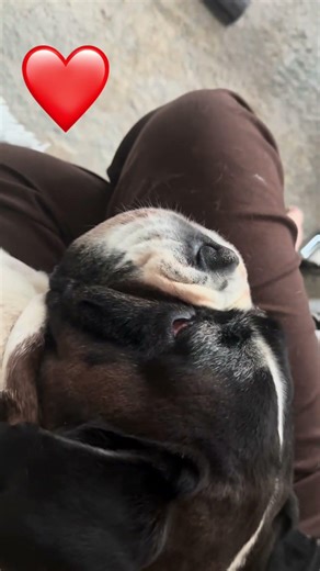 Prawda ❤️ #polska #dog #pies #bokser #pieskieżycie #pieseł #napsaurok