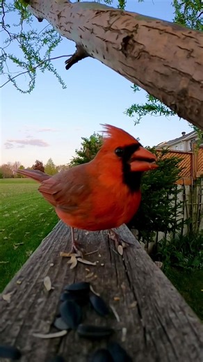 Fact! They’re extremely territorial - Cardinals will fiercely defend their space #NorthernCardinal #BirdTok #Cardinal #BirdWatching #fyp