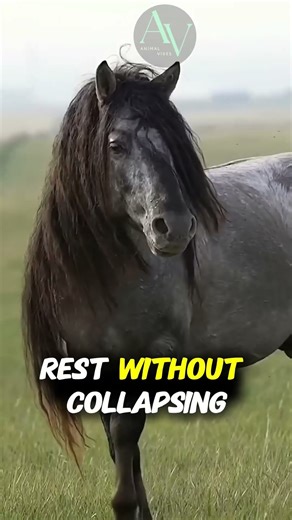 Why Do Horses Sleep Standing Up? The Real Reason Will Surprise You! 🐴😴