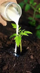 8 Common Things You Should Put In Tomato Planting Hole For The Best Tomatoes 💥🍅💬👇 With some clever tricks and hacks you can enhance the quality and growth of your tomatoes significantly. Below we’ve compiled eight essential hacks to help you cultivate the best tomatoes imaginable.... | Grandma’s Recipes & Hacks