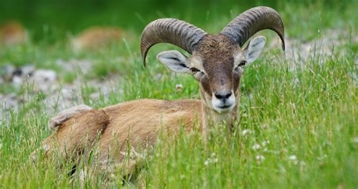 Muflon z Polski hitem internetu. Uchwycone na filmiku zwierzę w galopie ma już ponad milion wyświetleń - WIDEO