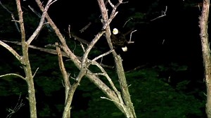 294K views · 2.9K shares | EAGLE EYE! A pair of bald eagles were...