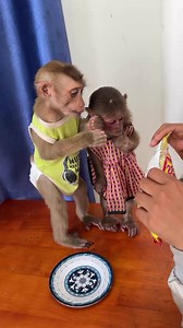95K views · 1.1K reactions | Sleep Baby Monkey 殺 #monkeys #babymonkey #love #monkeylife #Icy #BryyanTV #animals #MonkeyLife #animallovers #funnyvideo #reels #monkeylove #funnyanimals #reelsfb #funny #shorts #monkey #reelsviral #thebestfunny #Monkeyreels #videosfunny #babylovettbrand | Monkey Kaku | Facebook