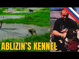 Inside Ablizin's Yard | Dimitry’s Russian Game Dog Kennel