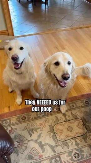 My Dogs Poop is Worth Millions! #puppy #funnyshorts