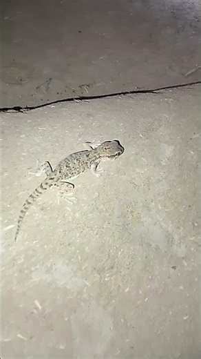 Little Spotted Lizard: Curious Night Encounter