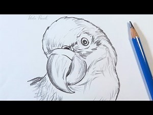 How to Draw a Bird Head step by step | Pencil Sketch