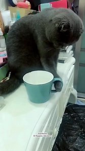 10M views · 191K reactions | Me quebró los callos  #reels2024. #funnyreelsviral #elflaquitotiktokero #shortsvideos #comedia #humor #reels | El FLAQUITO | Facebook