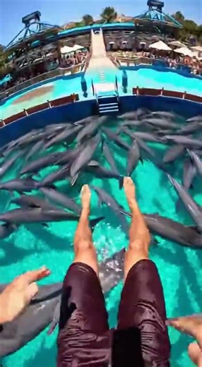 Waterslide into pool full of giant fish #funny #memes