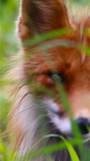 The red fox: legendary for its cunning. While vulnerable to wolves, coyotes, and eagles, its light build grants it nimbleness. Leaping over 2-meter obstacles and adept at swimming, it uses versatility to its advantage. The fox can also escape from larger predators. #RedFox #Wildlife #Nature #AnimalAdaptation #PrairieLife | Real Wild
