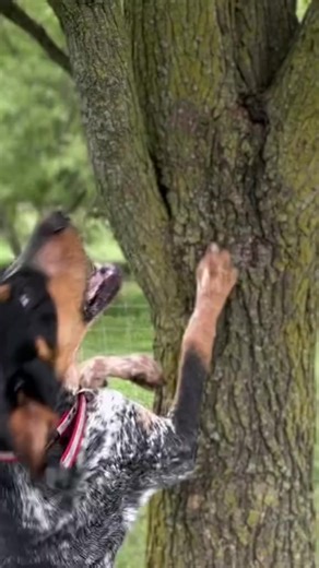 ⭐️6 month old bluetick pup out of country club is starting to tree✊ 👩‍🏭 👩‍🏭 #bluetickcoonhoundlove #bluetickcoonhoundlovers #bluetickçoonhound #bluetickcoonhounds #bluetickcoonhoundmix | Bluetick Coonhound Lovers