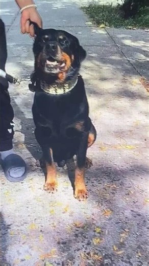 (Cutest dog, + interview) #389 (Bruce)🦮