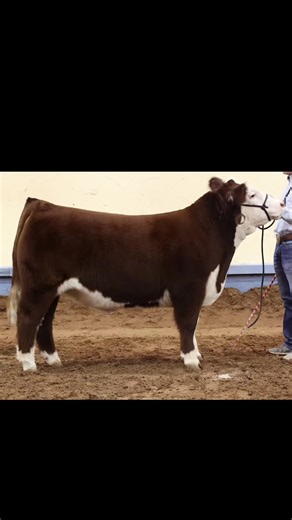 Livestockjudging.com on TikTok