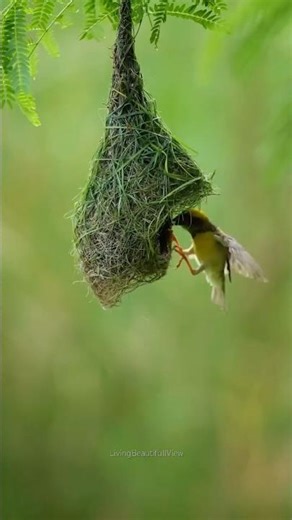 Amazing Bird Life in Slow Motion | Nature’s Most Beautiful Moments 🦜