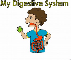 Digestive System
