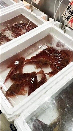 【鬼カサゴ👹大集合】 #オニカサゴ #相模湾 #春 #高級魚 #食べたい