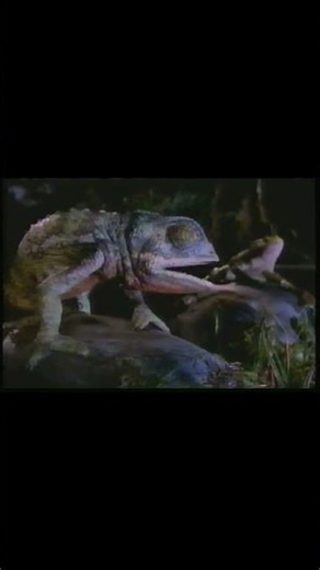 ‪@budweiser‬ can we bring back the frogs? #90s #throwback #beer #classic