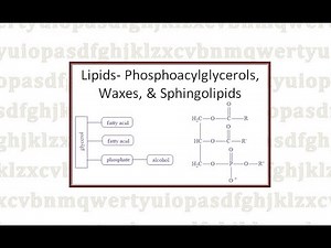 Lipids- Phosphoacylglycerols, Waxes, and Sphingolipids