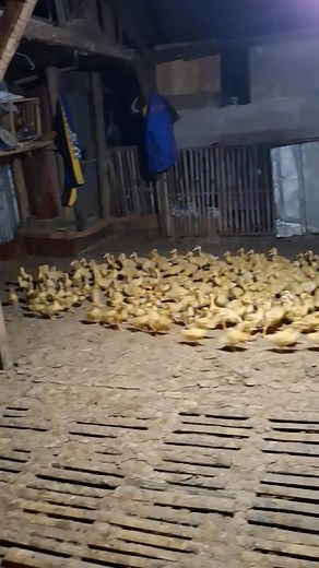 Aesthetic Angklung Music Compilation