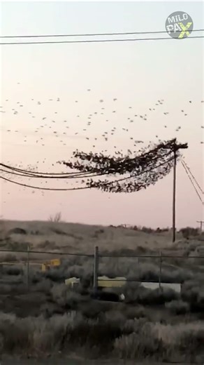 Can Birds Really Get Electrocuted on Power Lines? ⚡🐦